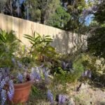 single paling fence Sydney