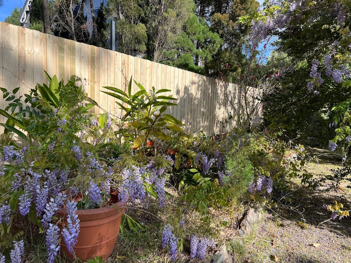 single paling fence Sydney